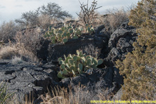 lava and cactuses